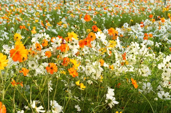 Schöne Kosmos-Blumen — Stockfoto