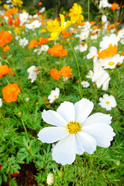 Hermosas flores Cosmos — Foto de Stock