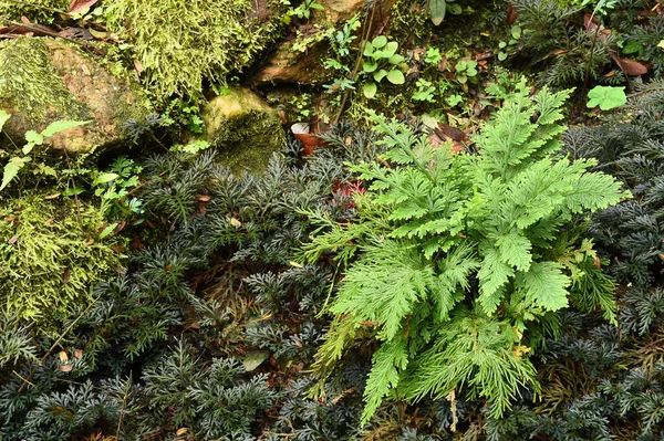 Details of the nature — Stock Photo, Image