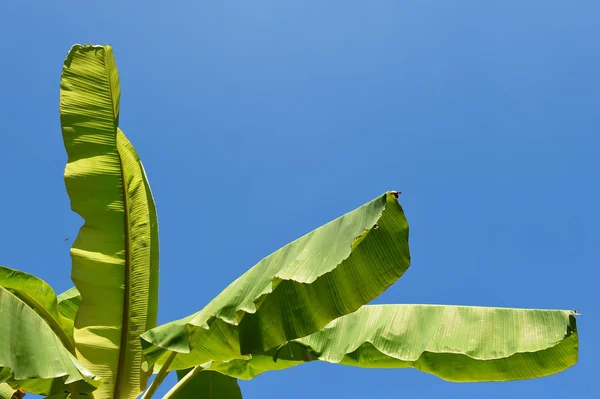 Banana green leaf — Stock Photo, Image