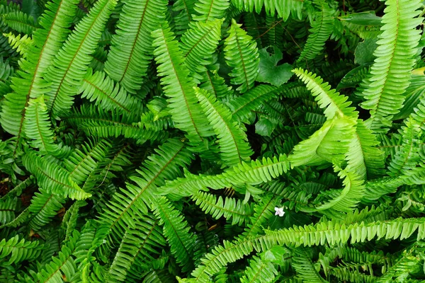 Fern leaf. Fern lämnar bladverk — Stockfoto