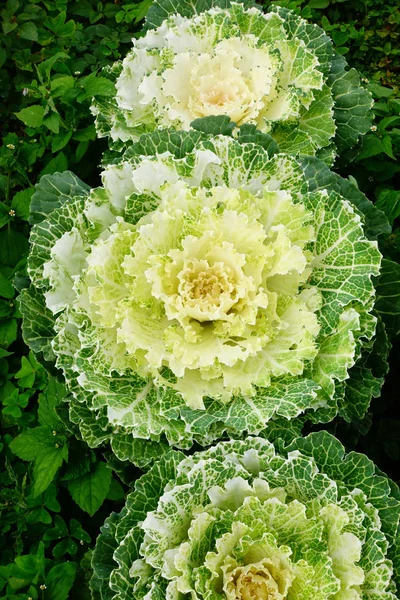 Зеленая декоративная капуста — стоковое фото