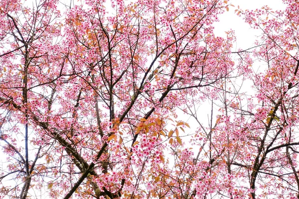 A bela flor — Fotografia de Stock