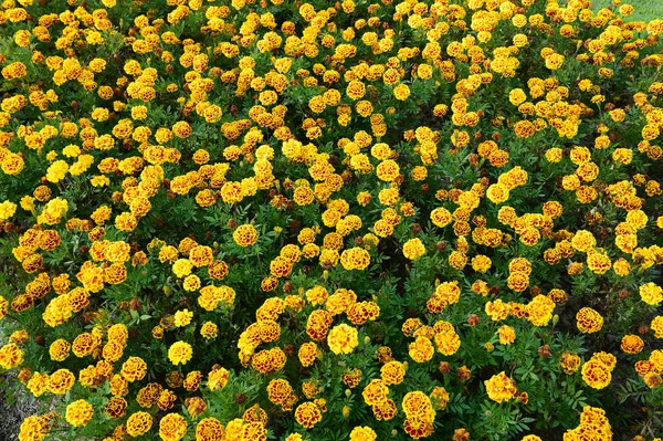 노란 금 잔 화 정원 — 스톡 사진