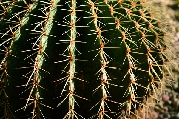cactus in desert, cactus on rock