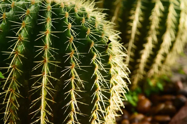 Cactus nel deserto, cactus sulla roccia — Foto Stock