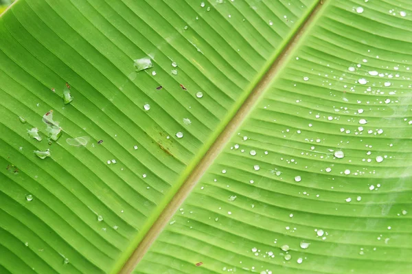 Detalles de la naturaleza — Foto de Stock