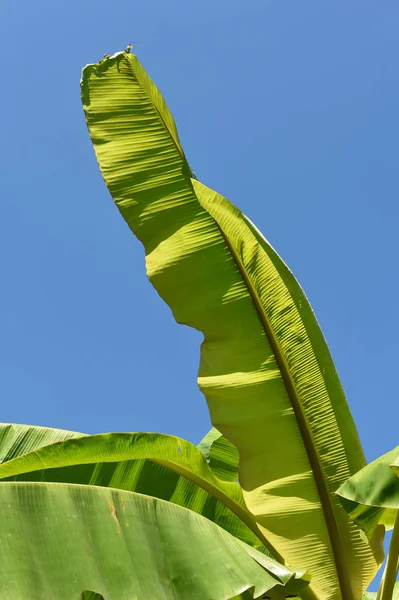 Folha de banana no céu azul — Fotografia de Stock