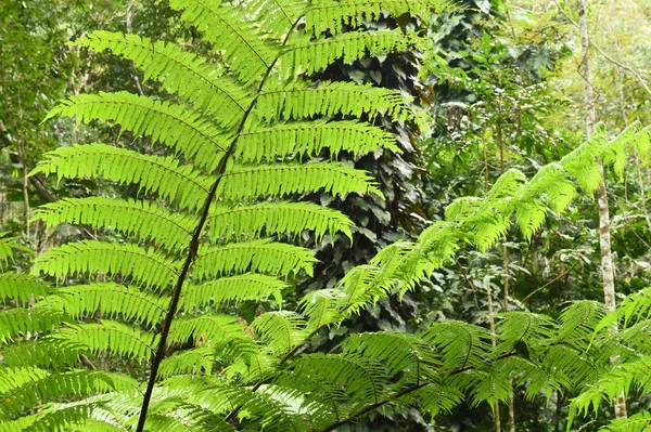 Feuille de fougère. Feuilles de fougère feuillage — Photo