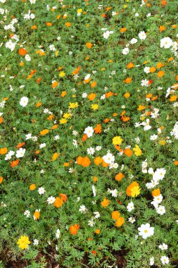 flores hermosas cosmos 