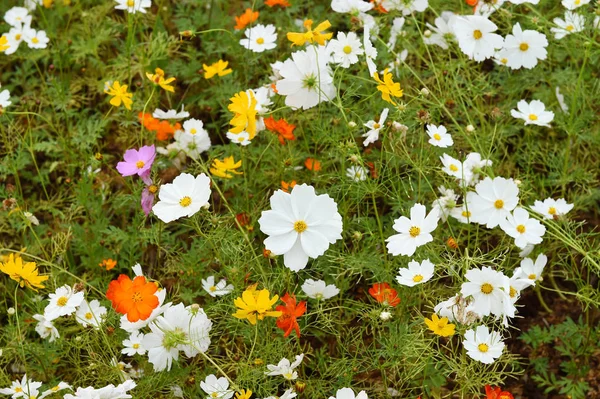 Hermosas flores Cosmos — Foto de Stock