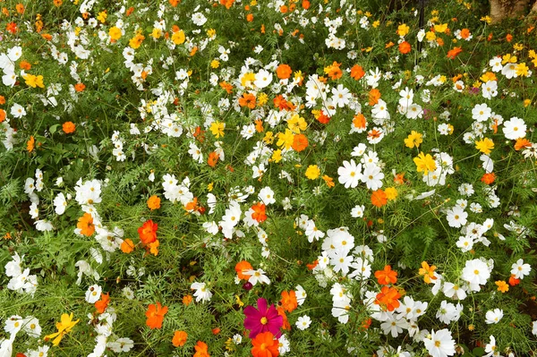 Vackra cosmos blommor — Stockfoto