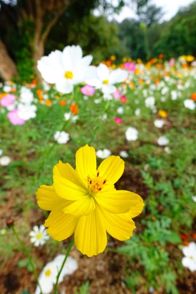 Krásné cosmos květiny — Stock fotografie