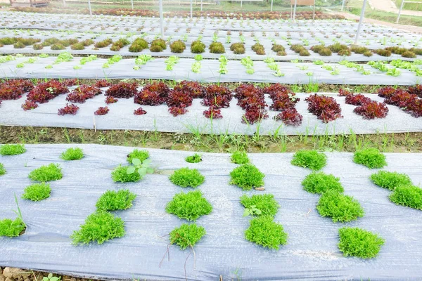 Verduras frescas verdes — Foto de Stock