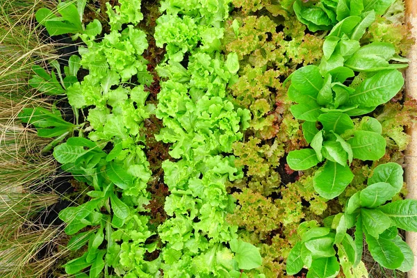 Verduras frescas verdes — Foto de Stock