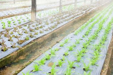 Büyüyen organik sebze çiftlikleri