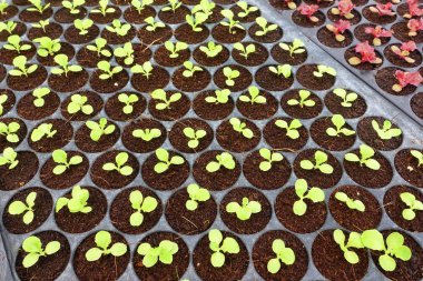 Büyüyen organik sebze çiftlikleri