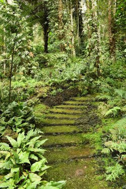 Doğa ayrıntılarını