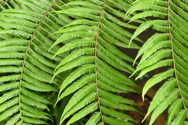 Feuille de fougère. Feuilles de fougère feuillage — Photo