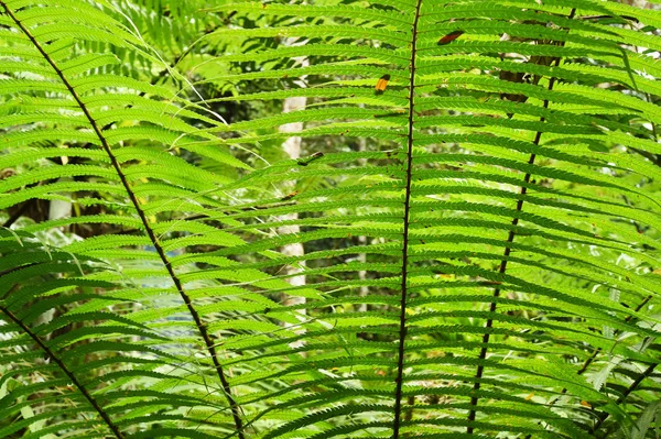 Feuille de fougère. Feuilles de fougère feuillage — Photo