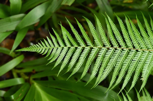 Fern yaprak. Eğreltiotu yaprakları yaprakları — Stok fotoğraf