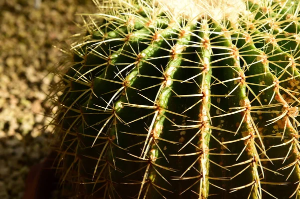 Primo piano della pianta di cactus — Foto Stock