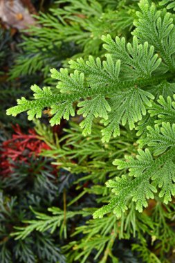 Eğreltiotu yaprakları yaprakları 