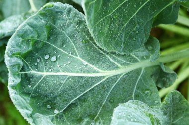 Bahçedeki organik sebze