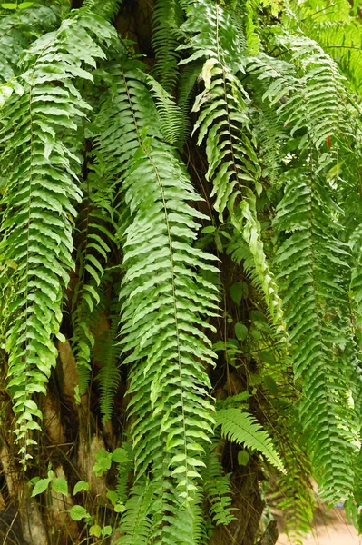 Folhagem de folhas de samambaia — Fotografia de Stock