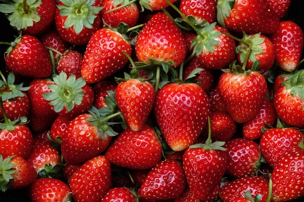 신선한 익은 완벽 한 딸기 — 스톡 사진