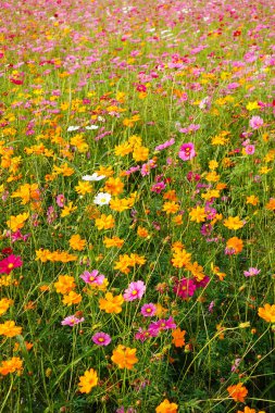 flores hermosas cosmos 
