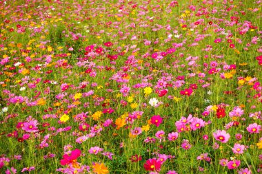 flores hermosas cosmos 