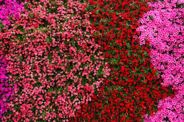 Космос красиві квіти — стокове фото