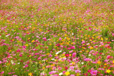 flores hermosas cosmos 