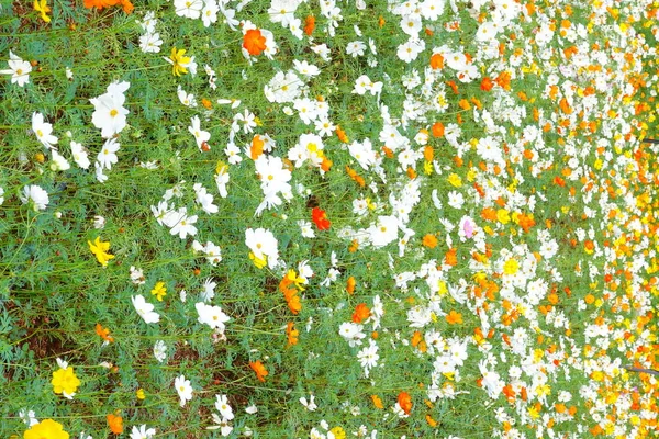Lindas flores Cosmos — Fotografia de Stock