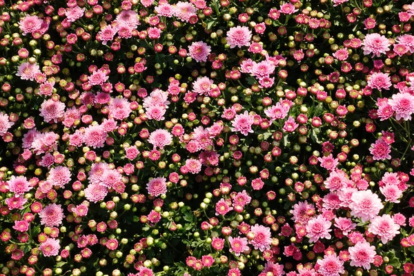 아름 다운 코스모스 꽃 — 스톡 사진