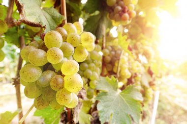 Sarmaşıkta yeşil üzümler 