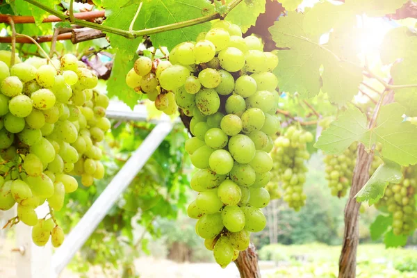 Raisins verts sur la vigne — Photo