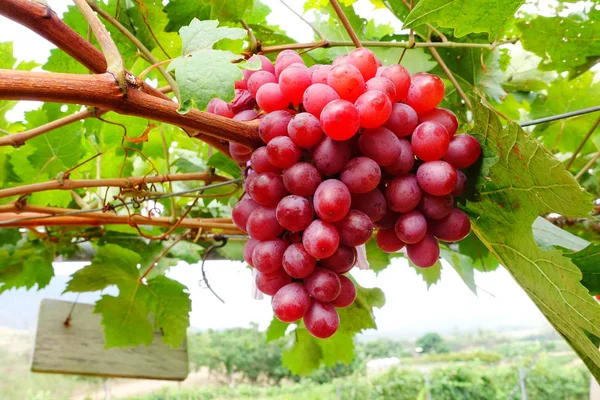 Raisins rouges dans le vignoble — Photo