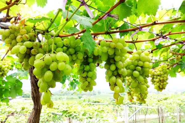 Grapes on the branch — Stock Photo, Image