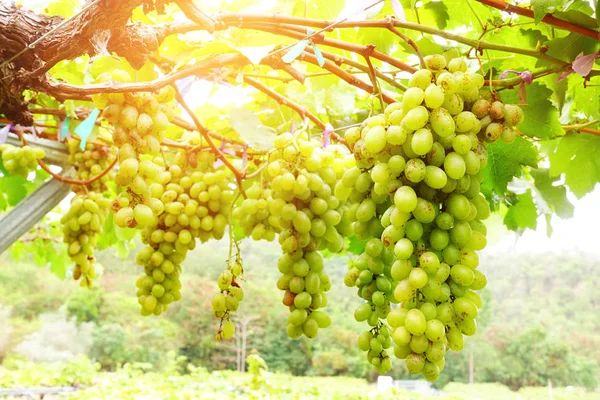 Raisins sur la branche — Photo