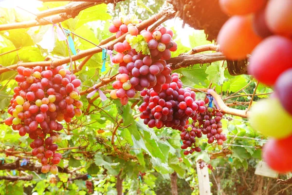 Raisins dans le vignoble — Photo