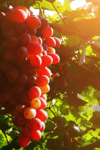 Raisins dans le vignoble — Photo