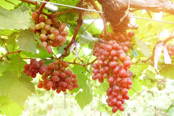 Uvas en viñedo — Foto de Stock