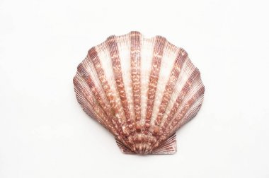 Beyaz arkaplanda izole edilmiş kabuklar