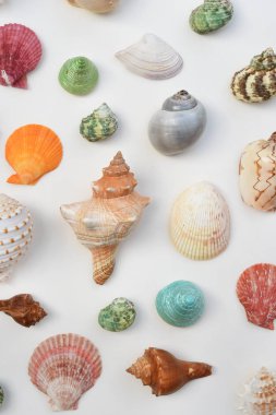Beyaz arkaplanda izole edilmiş kabuklar