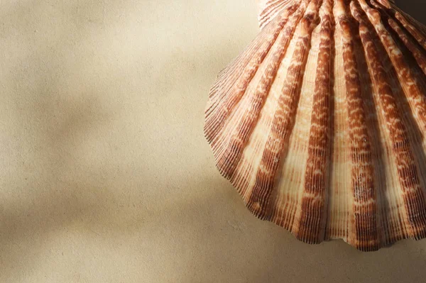 Close up of shells — Stock Photo, Image