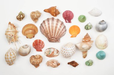 Beyaz arkaplanda izole edilmiş kabuklar