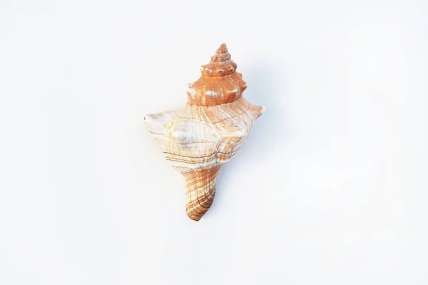 Shells isolated on white background — Stock Photo, Image