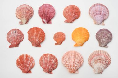 Arka plan için izole kabukları